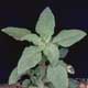 Thumbnail picture of Common or Smooth Pigweed plant.  Select for larger image.