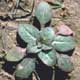 Thumbnail picture of Cutleaf Evening Primrose plant.  Select for larger image.