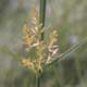 Thumbnail picture of Rice Flatsedge flower.  Select for larger images.