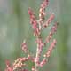 Thumbnail picture of Red Sorrel flower spikes.  Select for larger images.