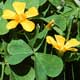Thumbnail picture of Wood Sorrel yellow flowers and leaves.  Select for larger image.