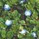 Thumbnail picture of Corn Speedwell foliage and blue and white flowers.  Select for larger images.