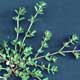 Thumbnail picture of Prostrate Spurge.  Select for larger image.