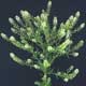Thumbnail picture of Virginia Pepperweed bearing white flowers.  Select for larger image.