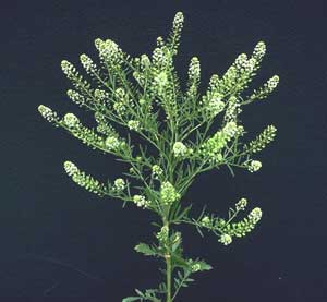 Picture of Virginia Pepperweed sample with white flowers.