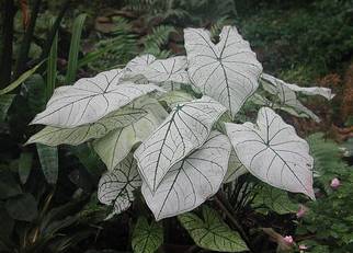 Caladium Caladium