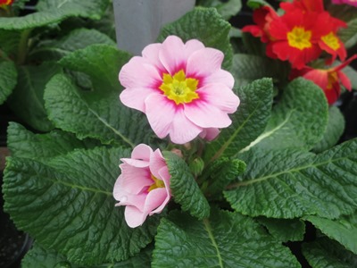 Picture of english primrose