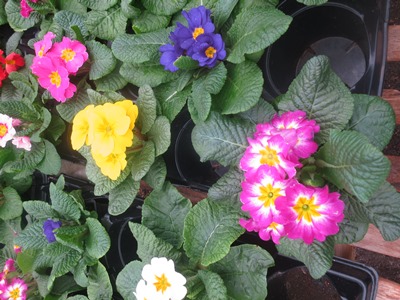 Picture of english primrose