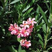 Oleander shrub with delicate pink flowers