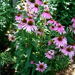 Light purplish pink coneflowers