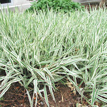 Ribbon grass 