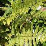 Autumn Fern