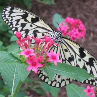 Butterfly Gardening 