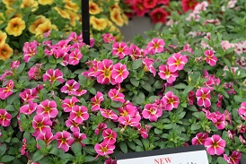 Picture of Calibrochoa