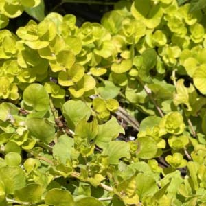 Creeping Jenny