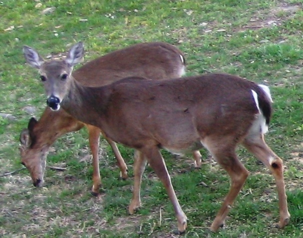 Photo of two deer in a yard.