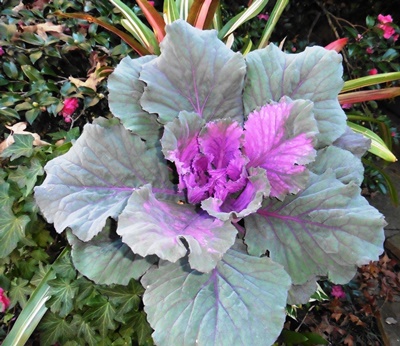 Picture of flowering cabbage
