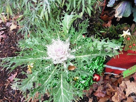 Picture of flowering kale
