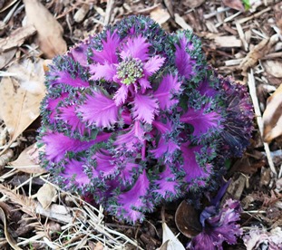 Picture of flowering kale