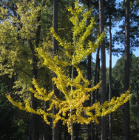 yellow leaves on a ginko tree