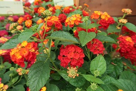 Picture of lantana