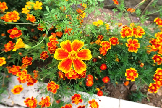 Picture of marigolds