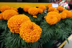 Picture of marigolds