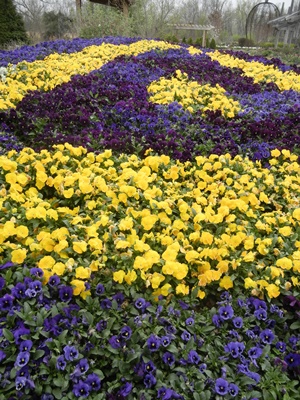 Large picture of pansies