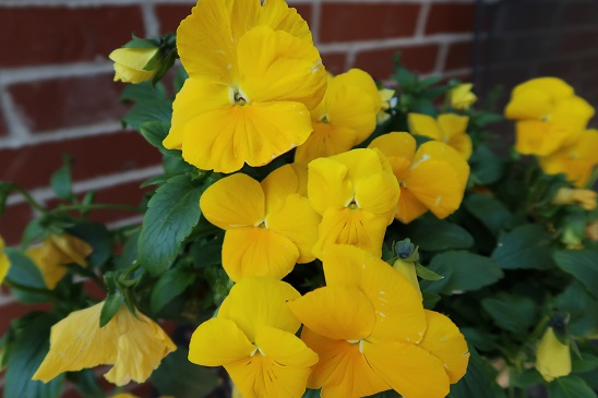 Picture of pansies