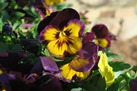 Picture of pansies