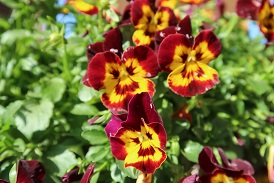 Picture of pansies