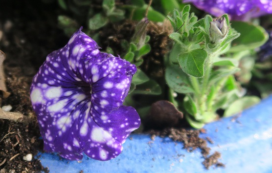 Picture of nightsky petunia