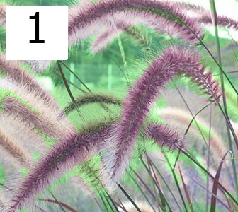 Purple Fountain Grass Purple Fountain Grass