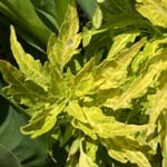 Salsa Verde Flamethrower Coleus