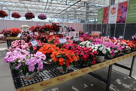 Picture of sunpatiens