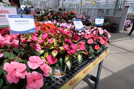 Picture of sunpatiens