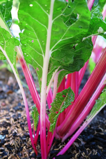 picture of swiss chard
