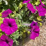 Easy Wave Violet Petunia