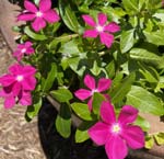 Violet Vinca