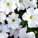 Supertunia Mini Vista White Petunia