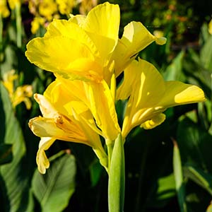 Yellow Canna