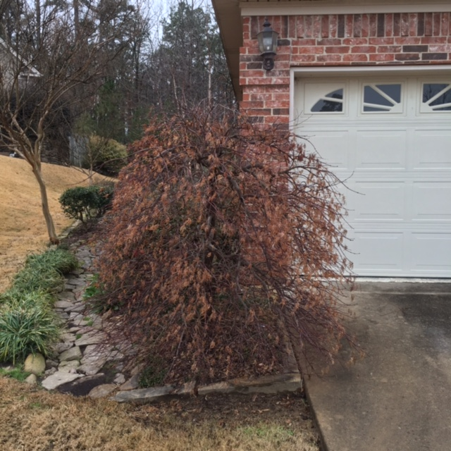 Picture of Japanese Weeping maple in front of house