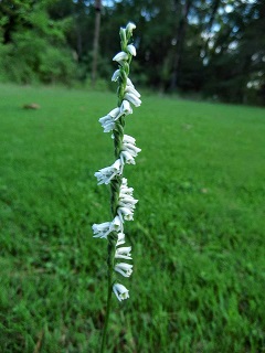 Picture of ladies tresses