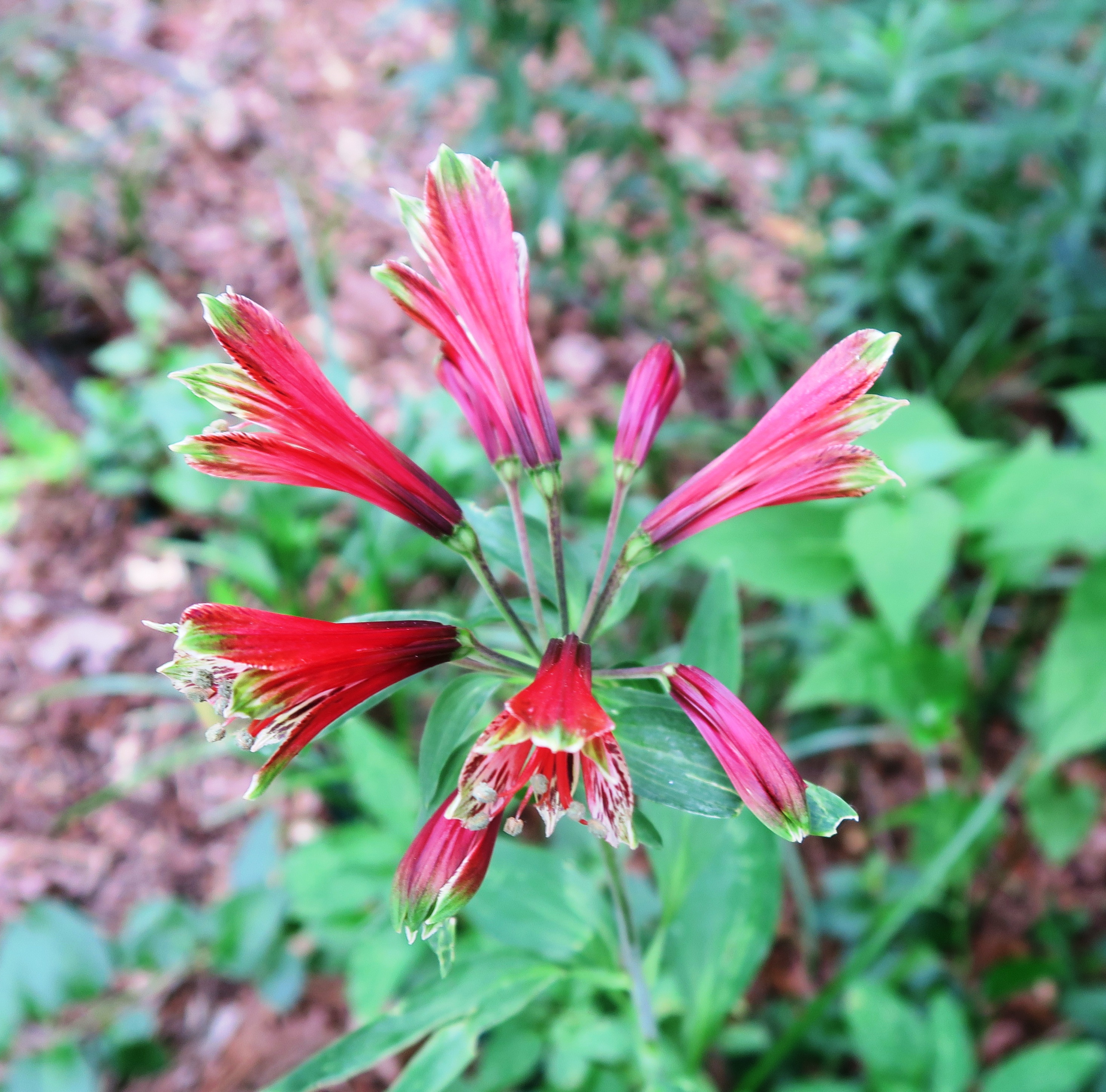 Picture of alstromeria lily