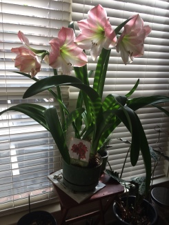 Amaryllis in container