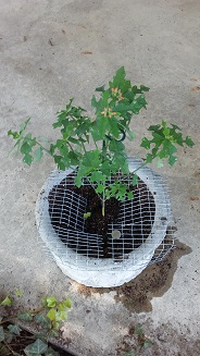 Picture of annual poinsettia