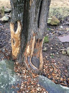 Tree with beaver damage