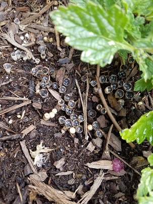 Picture of birds nest fungi