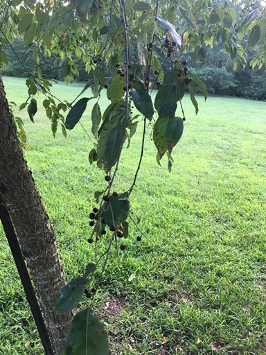 Picture of black cherry tree