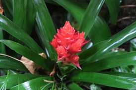 PIcture of bromeliads